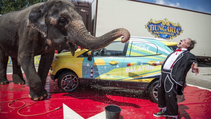 UN CIRCO EN BUDAPEST PROPONE LA INICIATIVA DE ELEFANTES LAVANDO COCHES