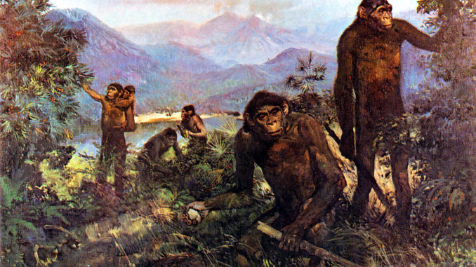 homo erectus