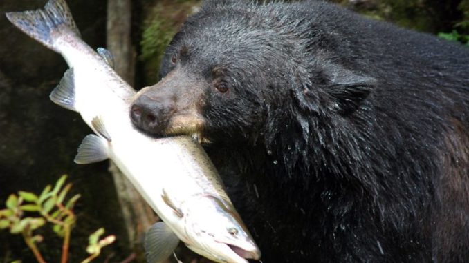 Black_bear_with_salmon