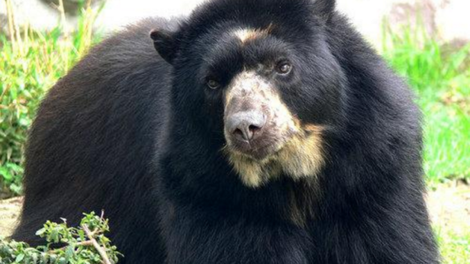 Oso andino