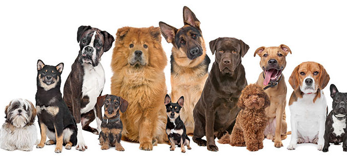 perros