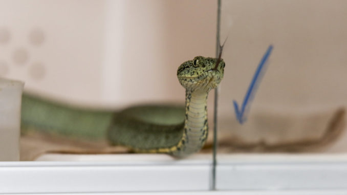 ECUADOR: LA ODISEA DE 15 EXPERTOS CONTRA LAS MORDEDURAS DE SERPIENTE