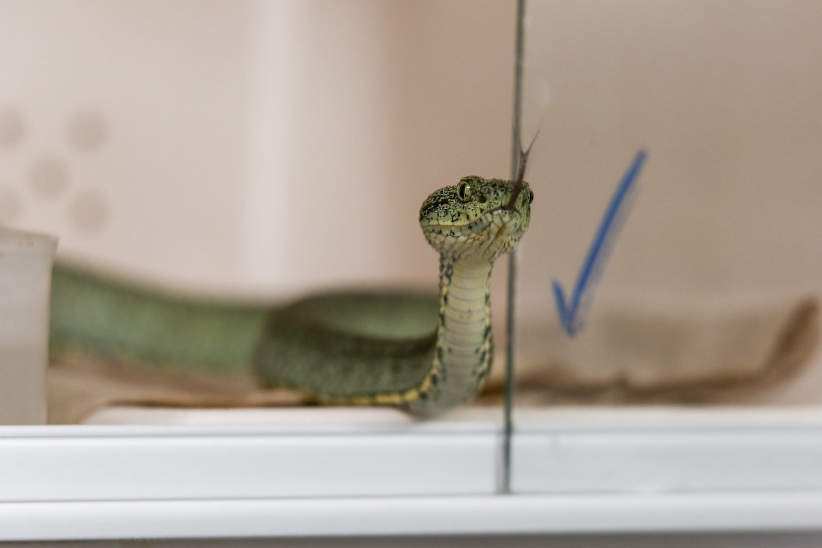ECUADOR: LA ODISEA DE 15 EXPERTOS CONTRA LAS MORDEDURAS DE SERPIENTE