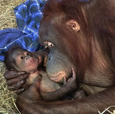 ZOOLOGICO-ORANGUTAN