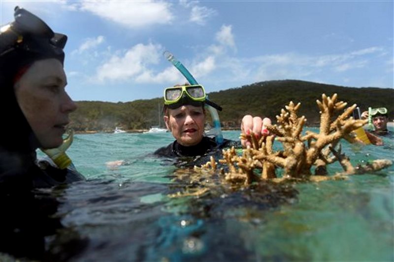 gran-barrera-de-coral-coral-muerto