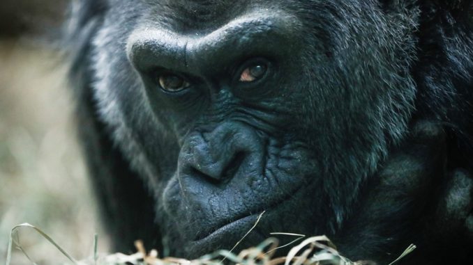 ANIMALES LONGEVOS EN CAUTIVERIO