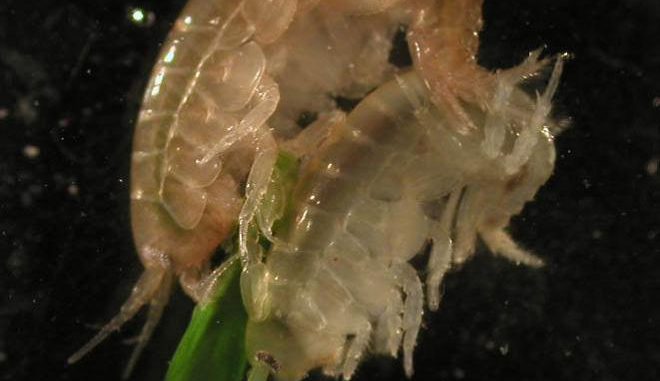 parasito