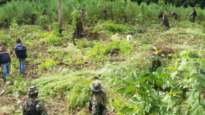 Destruyen 27 toneladas de plantas de marihuana en el centro de Bolivia"