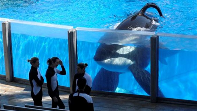 orca-tilikum-muere-en-sea-world
