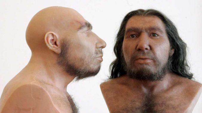 adn neandertal