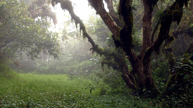 bosques ecuador
