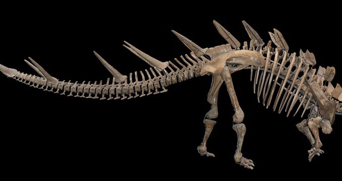 dinosaurio armadura osea