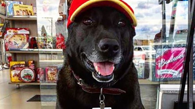 dogo