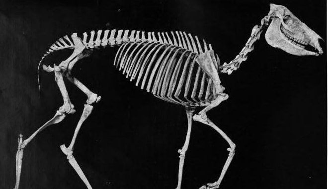 fósiles de caballo