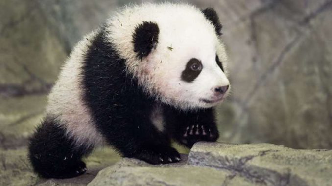 osa panda Bao Bao