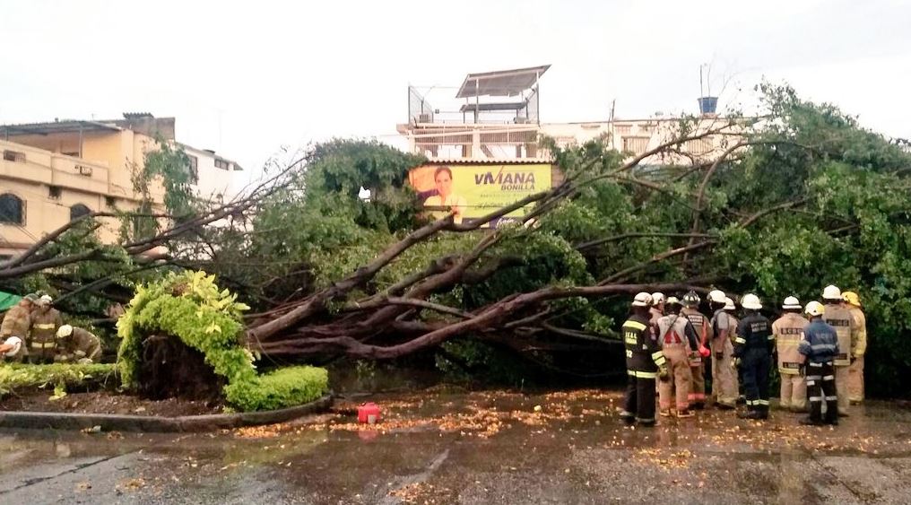 Vientos tumban siete árboles en el norte de Guayaquil La República EC