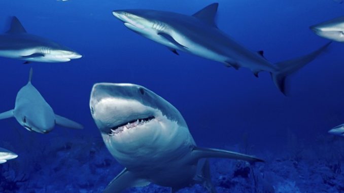 tiburones