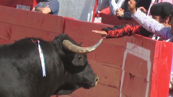 toro