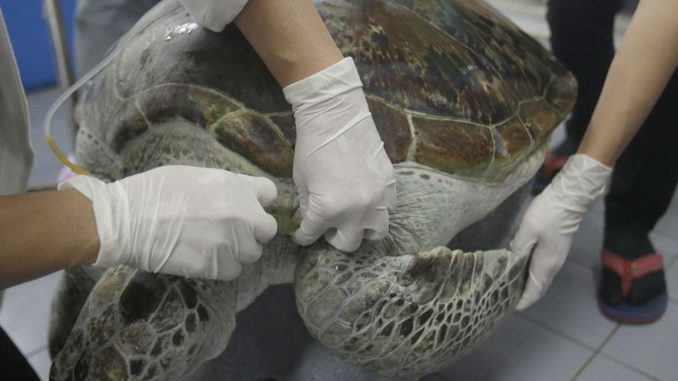 tortuga