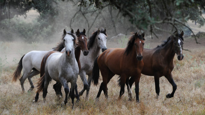 caballos
