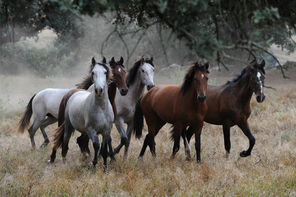 sus caballos