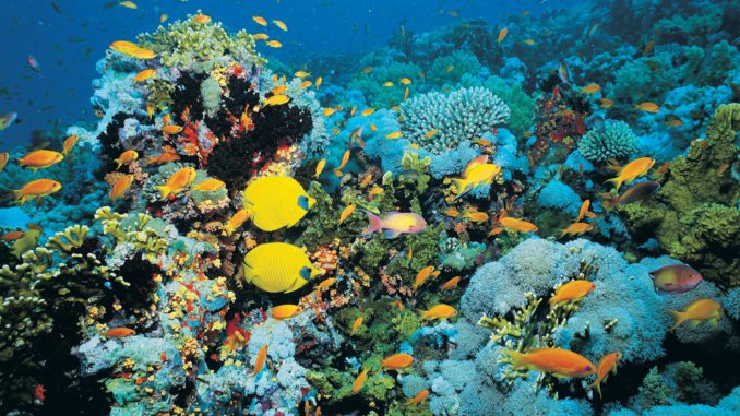 Fish on Shark Reef, Egypt