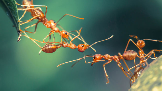 hormigas