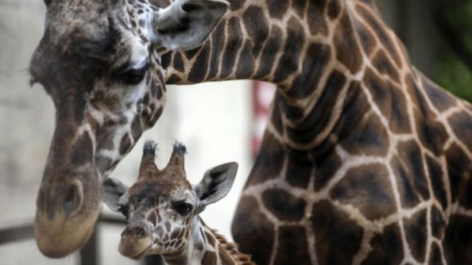 jirafa nacida zoologico