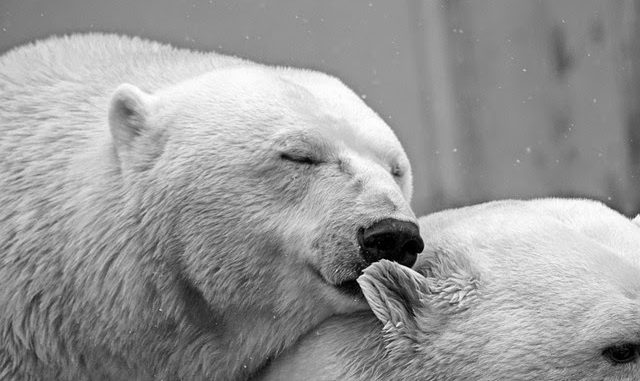 oso