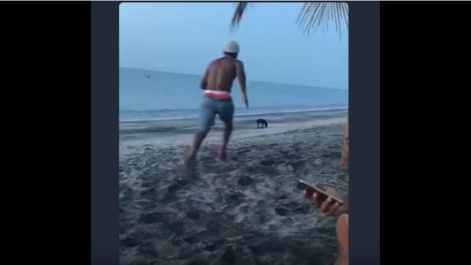 perro agresor