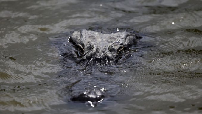 caiman