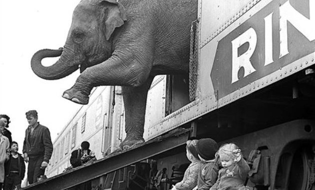 circo Ringling Bros.,