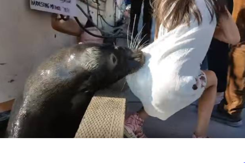 lobo marino