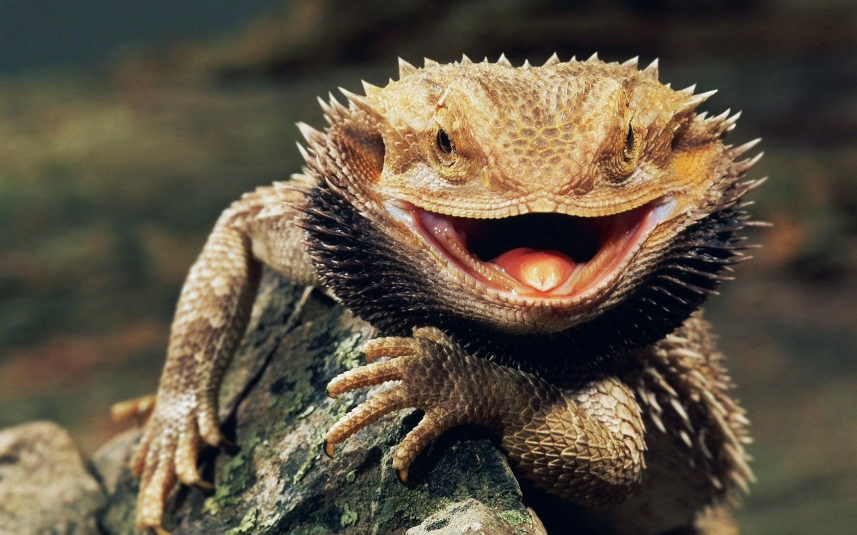 Cambio climático puede amenazar a los reptiles al reducir su flora ...