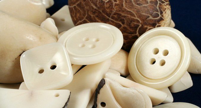 tagua