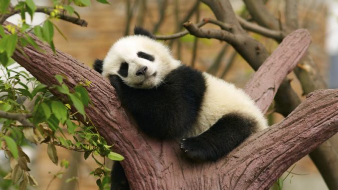 Pandas-Gigantes