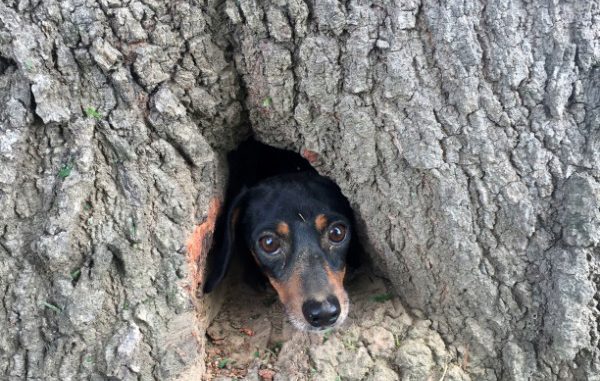 PERRO ATRAPADO EN ÁRBOL
