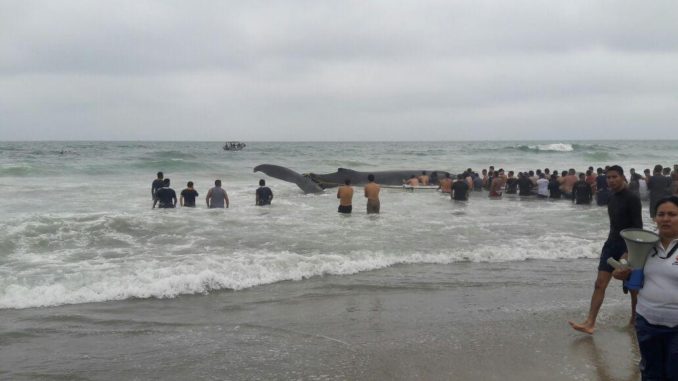 Ballena