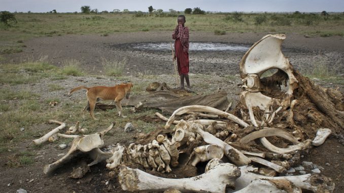 Tanzania Africa Ivory Traffickers