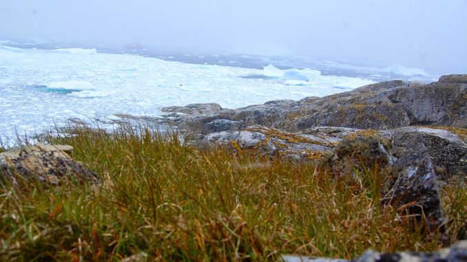 planta antártica