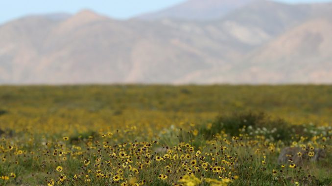 Desierto más árido del mundo renace florido en Chile tras sorpresivas lluvias