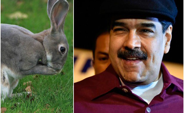 conejo