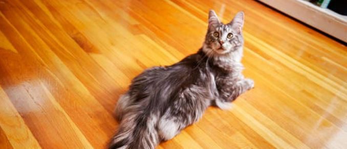 gato