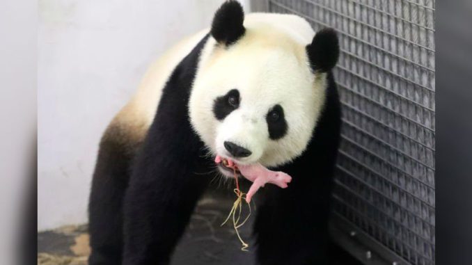 panda