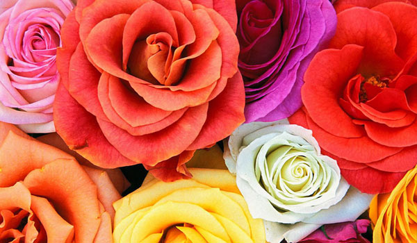 rosa ecuatoriana