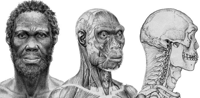 sapiens
