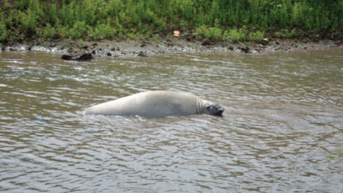 elefante marino