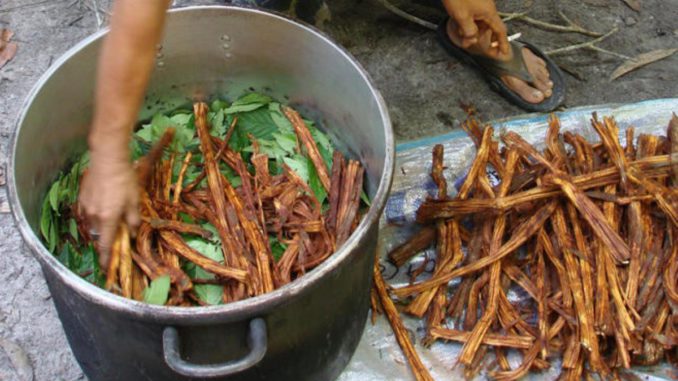 ayahuasca