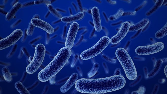 bacterias