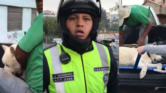 perro muerto quito